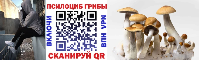 Псилоцибиновые грибы мицелий blacksprut как зайти Куровское где купить наркоту